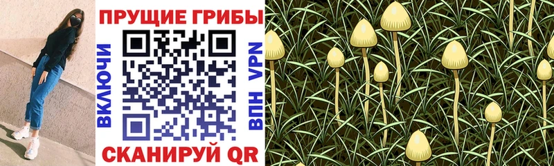 Псилоцибиновые грибы мухоморы  купить закладку  Ардон 