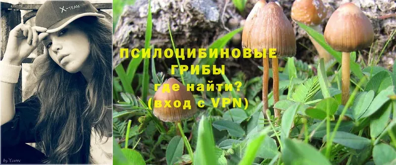 Галлюциногенные грибы MAGIC MUSHROOMS  где купить   Ардон 