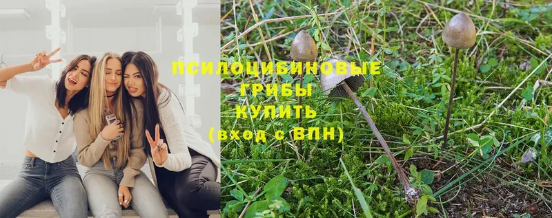 Галлюциногенные грибы Cubensis Ардон